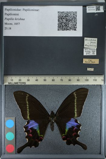 Media type: image;   Entomology 171719